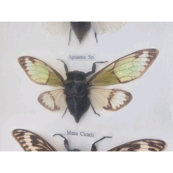 Real Cicada Insect Taxidermy Entomology In Display Wooden Shadowbox 5 Specimen - Picture 7 of 13